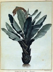 Banane - in „Reise nach Nubien und Abessinien unternommen, um die Quellen des Nils zu entdecken, in den Jahren 1768 bis 1772“, von James Bruce, Bd. 1, Paris