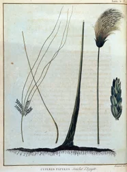 Cyperus papyrus, Stamm aus Ägypten - in „Reise nach Nubien und Abessinien unternommen, um die Quellen des Nils zu entdecken, in den Jahren 1768 bis 1772“, von James Bruce, Bd. 1, Paris