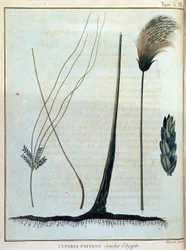 Cyperus papyrus, Stamm aus Ägypten - in „Reise nach Nubien und Abessinien unternommen, um die Quellen des Nils zu entdecken, in den Jahren 1768 bis 1772“, von James Bruce, Bd. 1, Paris