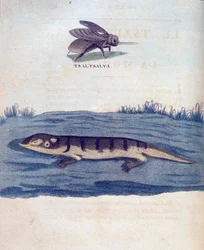 Fliege und Eidechse - in „Reise nach Nubien und Abessinien unternommen, um die Quellen des Nils zu entdecken, in den Jahren 1768 bis 1772“, von James Bruce, Paris