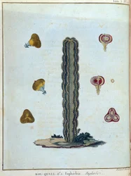 Kol-quall (Kol quall), Euphorbia (Kaktus) - in „Reise nach Nubien und Abessinien unternommen, um die Quellen des Nils zu entdecken, in den Jahren 1768 bis 1772“, von James Bruce, Bd. 1, Paris