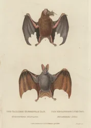 Schwanzlose Glossophag-Fledermaus und Megaderme-Lyrenfledermaus (farbige Gravur)