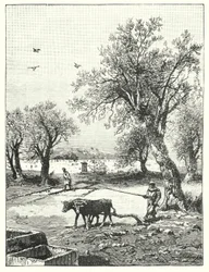 Pflügen in einem Weinberg