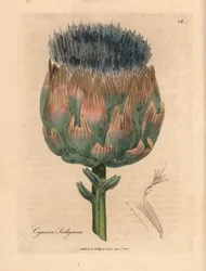 Blau und lila blühende Artischocke, Cynara scolymus, aus einer botanischen Illustration von James Sowerby aus William Woodville und Sir William Jackson Hookers "Medical Botany" 1832 (handkolorierter Kupferstich)