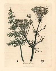 Gemeiner Kümmel, Carum carui, aus einer botanischen Illustration von James Sowerby aus William Woodville und Sir William Jackson Hooker