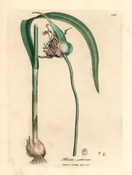 Gemeiner Knoblauch, Allium sativum, aus einer botanischen Illustration von James Sowerby aus William Woodville und Sir William Jackson Hooker
