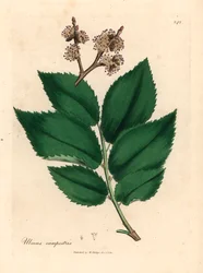 Gemeine Ulme, Ulmus campestris, aus einer botanischen Illustration von James Sowerby aus William Woodville und Sir William Jackson Hooker