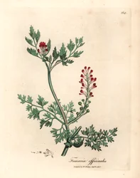Karminrote Blüten-Fumitory, Fumaria officinalis, aus einer botanischen Illustration von James Sowerby aus William Woodville und Sir William Jackson Hooker