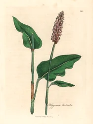Große Wiesenknöterich, Polygonum bistorta, aus einer botanischen Illustration von James Sowerby aus William Woodville und Sir William Jackson Hooker