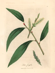 Blätter und Kätzchen des Bruchweidenbaums, Salix fragilis, aus einer botanischen Illustration von James Sowerby aus William Woodville und Sir William Jackson Hooker