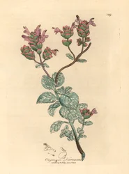Fliederblühender Diptam von Kreta, Origanum dictamnus, aus einer botanischen Illustration von James Sowerby aus William Woodville und Sir William Jackson Hooker