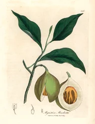 Muskatnuss- und Macisbaum, Myristica moschata, Myristica fragrans, aus einer botanischen Illustration von James Sowerby aus William Woodville und Sir William Jackson Hooker