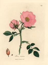 Hundsrose mit Hagebutte, aus einer botanischen Illustration von James Sowerby aus William Woodville und Sir William Jackson Hooker