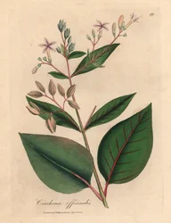 Rosa blühender peruanischer Rindenbaum, Cinchona officinalis, aus einer botanischen Illustration von James Sowerby aus William Woodville und Sir William Jackson Hooker