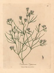Rosa blühender Kümmel, Cuminum cyminum, aus einer botanischen Illustration von James Sowerby aus William Woodville und Sir William Jackson Hooker
