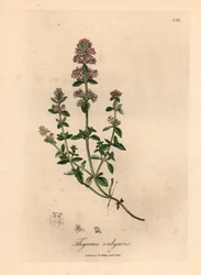 Gartenthymian mit rosa Blüten, Thymus vulgaris, aus einer botanischen Illustration von James Sowerby aus William Woodville und Sir William Jackson Hooker