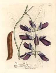 Lila Blüten-Kuhbohne, Dolichos pruriens, aus einer botanischen Illustration von James Sowerby aus William Woodville und Sir William Jackson Hooker