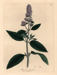 Lila blühende Pfefferminze, Mentha piperita, aus einer botanischen Illustration von James Sowerby aus William Woodville und Sir William Jackson Hookers "Medical Botany" 1832 (handkolorierter Kupferstich)