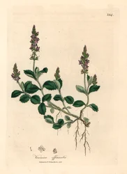 Lila blühender Ehrenpreis, Veronica officinalis, aus einer botanischen Illustration von James Sowerby aus William Woodville und Sir William Jackson Hookers "Medical Botany" 1832 (handkolorierter Kupferstich)