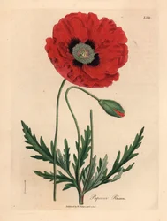 Klatschmohn, aus einer botanischen Illustration von James Sowerby aus William Woodville und Sir William Jackson Hooker