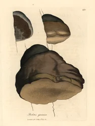 Zunderschwamm oder Agaric Pilz, Boletus igniarius, aus einer botanischen Illustration von James Sowerby aus William Woodville und Sir William Jackson Hooker