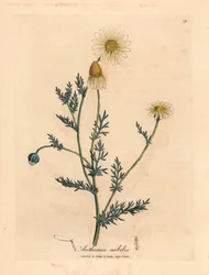 Weiß und gelb blühende Kamille, Anthemis nobilis, aus einer botanischen Illustration von James Sowerby aus William Woodville und Sir William Jackson Hooker