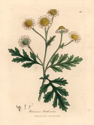 Weiß und gelb blühendes Mutterkraut, Matricaria parthenium, aus einer botanischen Illustration von James Sowerby aus William Woodville und Sir William Jackson Hooker