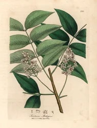 Mahagonibaum mit weißen Blüten, aus einer botanischen Illustration von James Sowerby aus William Woodville und Sir William Jackson Hooker