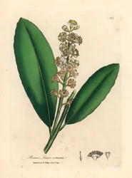 Kirschlorbeerbaum mit weißen Blüten, Prunus laurocerasus, aus einer botanischen Illustration von James Sowerby aus William Woodville und Sir William Jackson Hooker