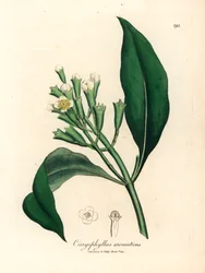 Gewürznelkenbaum mit weißen Blüten, aus einer botanischen Illustration von James Sowerby aus William Woodville und Sir William Jackson Hooker