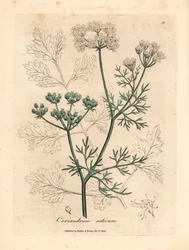 Weiß blühender Koriander, Coriandrum sativum, aus einer botanischen Illustration von James Sowerby aus William Woodville und Sir William Jackson Hooker