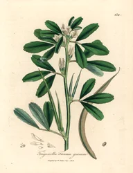 Weiß blühender Bockshornklee mit Samenkapsel, Trigonella foenum graecum, aus einer botanischen Illustration von James Sowerby aus William Woodville und Sir William Jackson Hooker