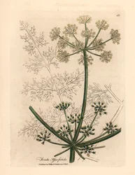 Weiß blühender Riesenfenchel oder Asant, Ferula assafoetida, aus einer botanischen Illustration von James Sowerby aus William Woodville und Sir William Jackson Hooker
