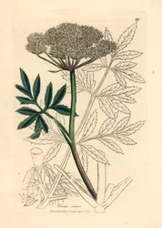 Weißblühender Wasserschierling, Cicuta virosa, aus einer botanischen Illustration von James Sowerby aus William Woodville und Sir William Jackson Hooker