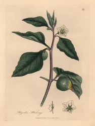 Winterkirsche mit weißen Blüten, Physalis alkekengi, aus einer botanischen Illustration von James Sowerby aus William Woodville und Sir William Jackson Hooker