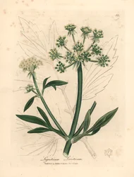 Gelbblühender Liebstöckel, Ligusticum levisticum, aus einer botanischen Illustration von James Sowerby aus William Woodville und Sir William Jackson Hooker
