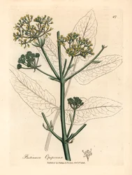 Gelb blühender Opopanax oder Raue Pastinake, Pastinaca opopanax, aus einer botanischen Illustration von James Sowerby aus William Woodville und Sir William Jackson Hookers "Medical Botany" 1832 (handkolorierter Kupferstich)
