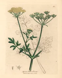 Gelb blühende Petersilie, Apium petroselinum, aus einer botanischen Illustration von James Sowerby aus William Woodville und Sir William Jackson Hooker