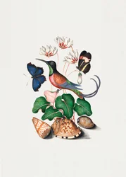 Kolibri