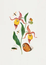 Frauenschuh-Orchidee