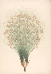 Cyperus papyrus L. (Papyrus-Segge): fertige Zeichnung des Blütenstands