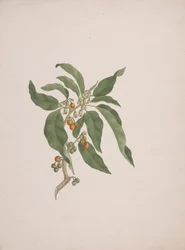 Discopodium penninervium Hochst.