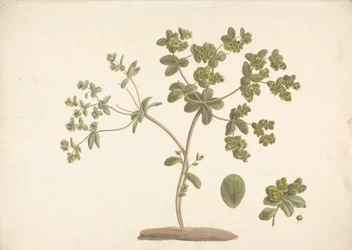 Euphorbia helioscopia L. (Sonnenspurge): fertige Zeichnung der blühenden Pflanze mit Details von Blüten, Blättern und Früchten