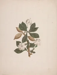 Gardenia ternifolia Schum. & Thonn. (Wilde Gardenie): fertige Zeichnung