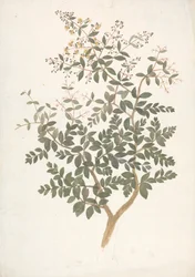 Lawsonia inermis L. (Henna): fertige Zeichnung eines blühenden, belaubten Triebs