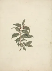 Rhamnus prinoides L