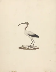 Threkiornis aethiopicus (Afrikanischer Heiliger Ibis)