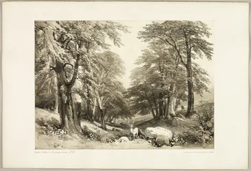 Buchen im Arundale Park, aus The Park and the Forest