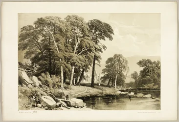 Schwarzpappel, aus Der Park und der Wald