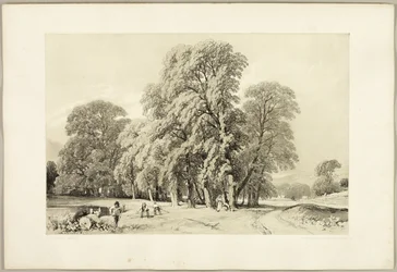 Platanen, aus Der Park und der Wald